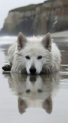 Obraz premium a white dog lying down on a wet sandy beach, with its head resting on the ground. The dog's reflection is visible in the wet sand, creating a mirror effect. In the background, there are cliffs 