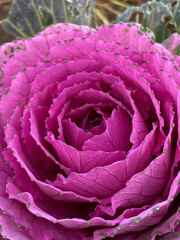 Obraz premium Pink ornamental cabbage close-up. Garden flower. Flowering cabbage. Multilayered leaves with a wavy edge similar to the shape of a rose. For banner, label, background, packaging design