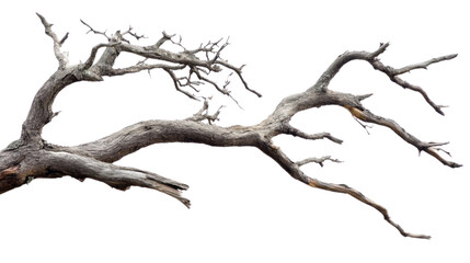 Obraz premium Tree branch without leaves transparent background