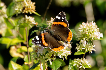 Red admiral butterfly (Vanessa Atalanta) perched on a white flower in Zurich, Switzerland