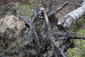 uprooted Birch