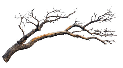 Fototapeta premium Tree branch without leaves transparent background