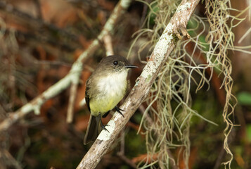 Small Song Bird with a Touch of Yellow