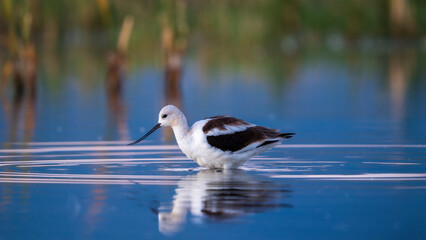 American Avocet (Recurvirostra americana) in early morning light searching for food. Summer Lake Wildlife Management Area, Oregon