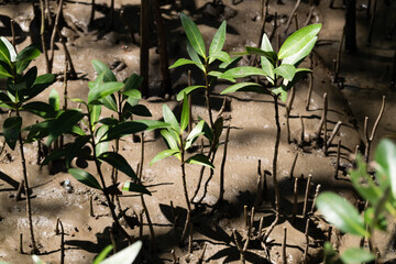 New mangrove growth coastal wetlands nature photography sun-dappled environment close-up view ecosystem restoration