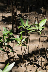 Mangrove seedlings growing in coastal wetlands nature conservation plant life bright daylight low-angle view for environmental awareness