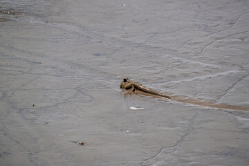 Mudskipper fish swimming on wet surface in natural habitat close-up perspective nature wildlife exploration
