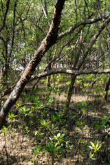 Exploring the tranquil mangrove forest coastal area nature photography lush environment ground perspective biodiversity awareness
