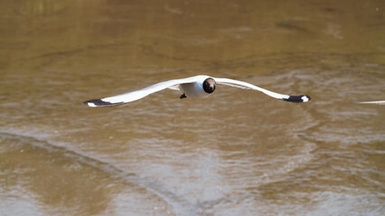 Soaring seagull captured in flight coastal beach wildlife photography serene atmosphere close-up view nature's beauty