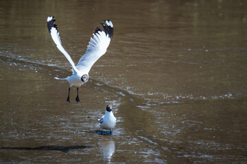 Seagull in flight and resting on water coastal area wildlife photography natural habitat dynamic perspective nature appreciation