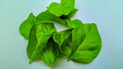 fresh jasmine leaves