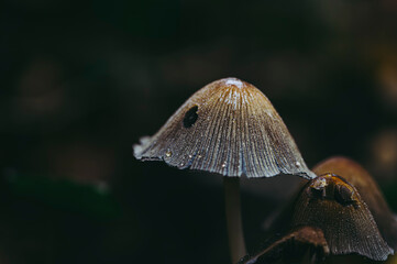 mushroom