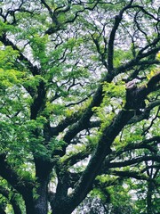 Fototapeta premium tree in spring