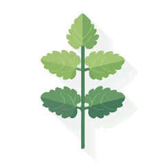 Simple flat 2D illustration of a lemon balm isolated on a white background, vector 2D design, icon, flat 2d