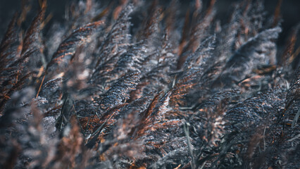 A Dark Field Of Reed