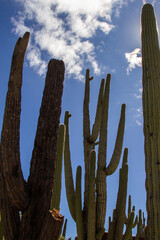 A big cactus and the sky in backgroung.