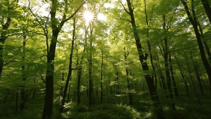 Fototapeta premium Sunlight filtering through the lush green leaves of a silent forest in spring, creating a magical and serene atmosphere, landscape