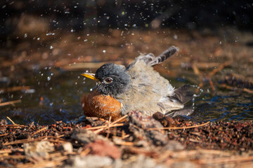 American Robin (Turdus migratorius) bathing.