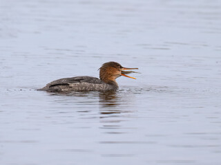 Female Red-breasted Merganser caught a fish