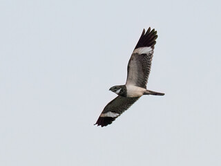 Nacunda Nighthawk in flight against sky