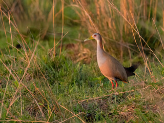 Giant Wood-Rail standing on the grass, portrait