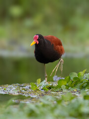 Wattled Jacana foraging in open, sparsely vegetated swamp 