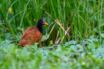 Wattled Jacana foraging in open, sparsely vegetated swamp 