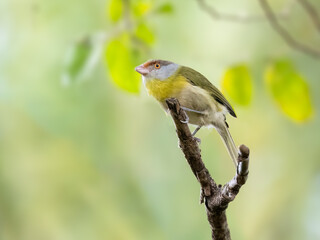 Obraz premium Rufous-browed Peppershrike sitting on tree branch against blur background