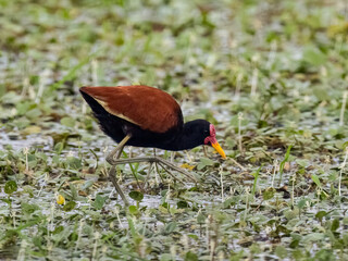 Wattled Jacana foraging in open, sparsely vegetated swamp 