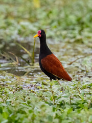 Wattled Jacana foraging in open, sparsely vegetated swamp 