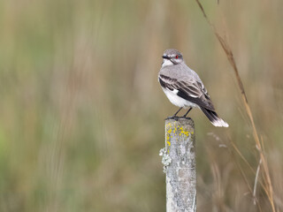 Gray Monjita on fence post against blur background