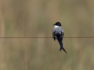 Fork-tailed Flycatcher perched on a fence wire