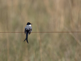 Fork-tailed Flycatcher perched on a fence wire