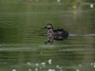 Least Grebe swimming in water covered with green algae or duckweed
