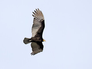 Lesser Yellow-headed Vulture in flight on blue sky