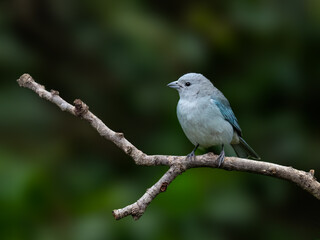 Sayaca Tanager on tree branch against green background