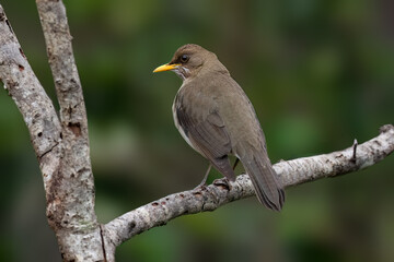 Rufous-bellied Thrush on tree branch against green background