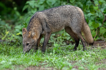 Naklejka premium Pampas fox, Azara's fox or Pampean fox standing in the lush green vegetation