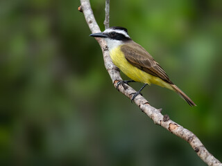 Great Kiskadee perched on tree branch on green background