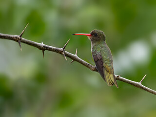 Gilded Hummingbird perched on tree branch on green background