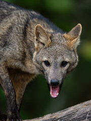 Obraz premium Pampas fox, Azara's fox or Pampean fox closeup portrait in Argentina