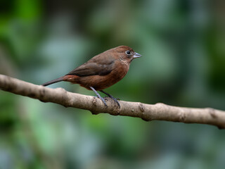 Female Red-crested Finch on a tree branch against green background