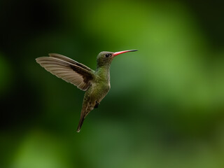 Gilded Hummingbird in flight on green background