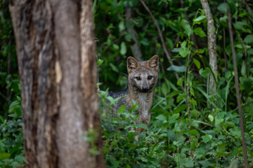 Pampas fox, Azara's fox or Pampean fox standing in the lush green vegetation