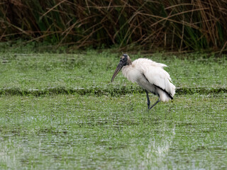 Wood Stork foraging on sparsely vegetated reddish-brown swamp 