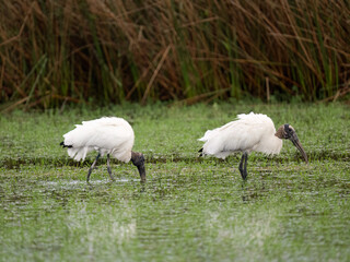 Wood Storks foraging on sparsely vegetated reddish-brown swamp 
