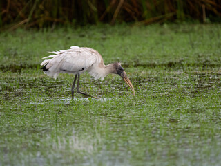 Wood Stork foraging on sparsely vegetated reddish-brown swamp 