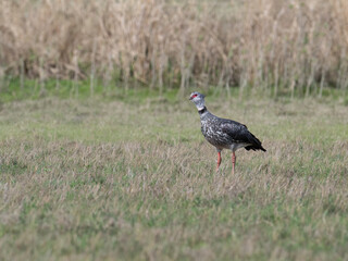 Southern Screamer standing on the dry grass