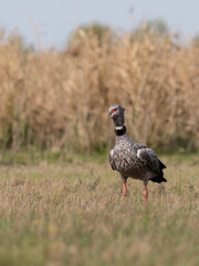 Southern Screamer standing on the dry grass