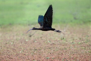 White-faced Ibis in flight over an open, sparsely vegetated reddish-brown swamp 